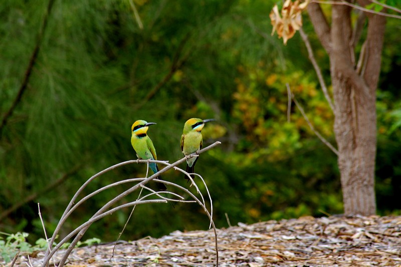 2009-11-06 22-00-21_1.jpg - Tropische Vögel, bei Darwin